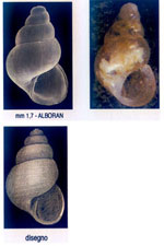 Cingula anselmoi