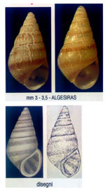 Cingula trifasciata
