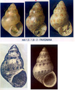Crisilla beniamina