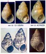 Crisilla pseudocingulata