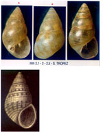 Crisilla semistriata