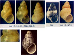 Crisilla simulans