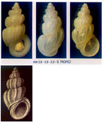 Manzonia crassa
