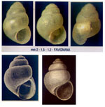Obtusella intersecta