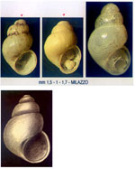 Obtusella macilenta