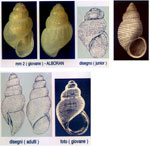 Onoba aculeus
