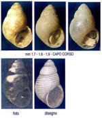 Onoba dimassai