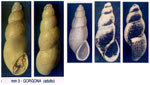 Onoma guzmani