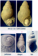 Onoba josae