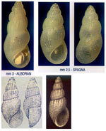 Onoba semicostata