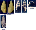 Onoba tarifensis