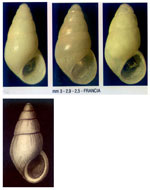 Peringiella denticulata