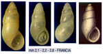 Peringiella elegans