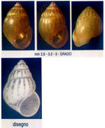 Pusillina benzi