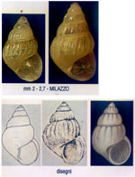 Pusillina consimilis