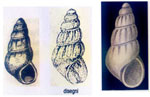 Pusillina gemmula