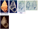 Pusillina incospicua