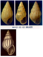 Pusillina lineolata