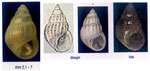 Pusillina margiminia
