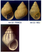 Pusillina marginata