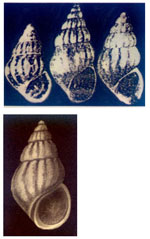 Pusillina munda