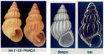 Pusillina philippi