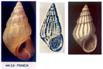 Pusillina radiata
