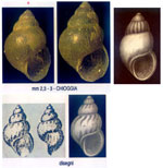 Pusillina sarsii
