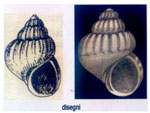 Pusillina turrita