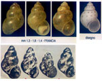 Setia amabilis