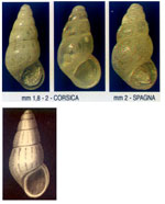 Setia antipolitana