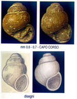 Setia globulinus