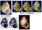 Setia laucorti