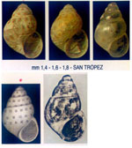 Setia maculata