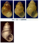 Setia microbia