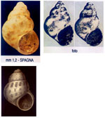 Setia pulcherrima