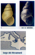 Setia sciutiana
