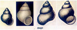 Setia tiberiana