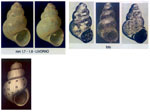 Setia turriculata