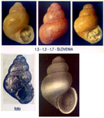 Rudolphosetia fusca