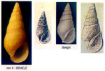 Rissoina decussata
