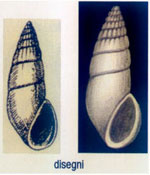 Rissoina spirata