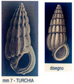 Rissoina bertholleti