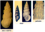 Schwartziella chesneli