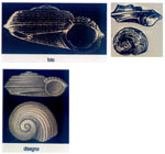 Circulus tricarinatus