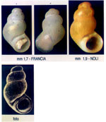 Nodulus contortus
