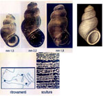 Nodulus spiralis