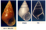 Barleia gougeti