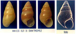 Barleia unifasciata
