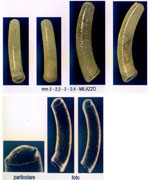 Caecum subannulatum